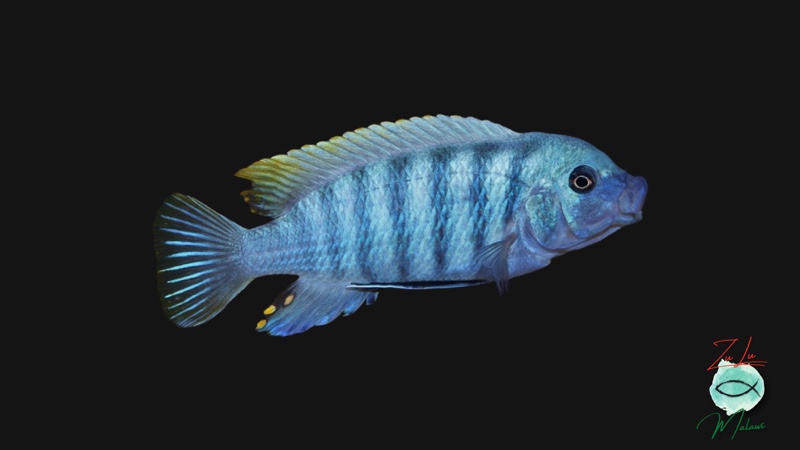 Maylandia zebra 'Chiwi Rocks'